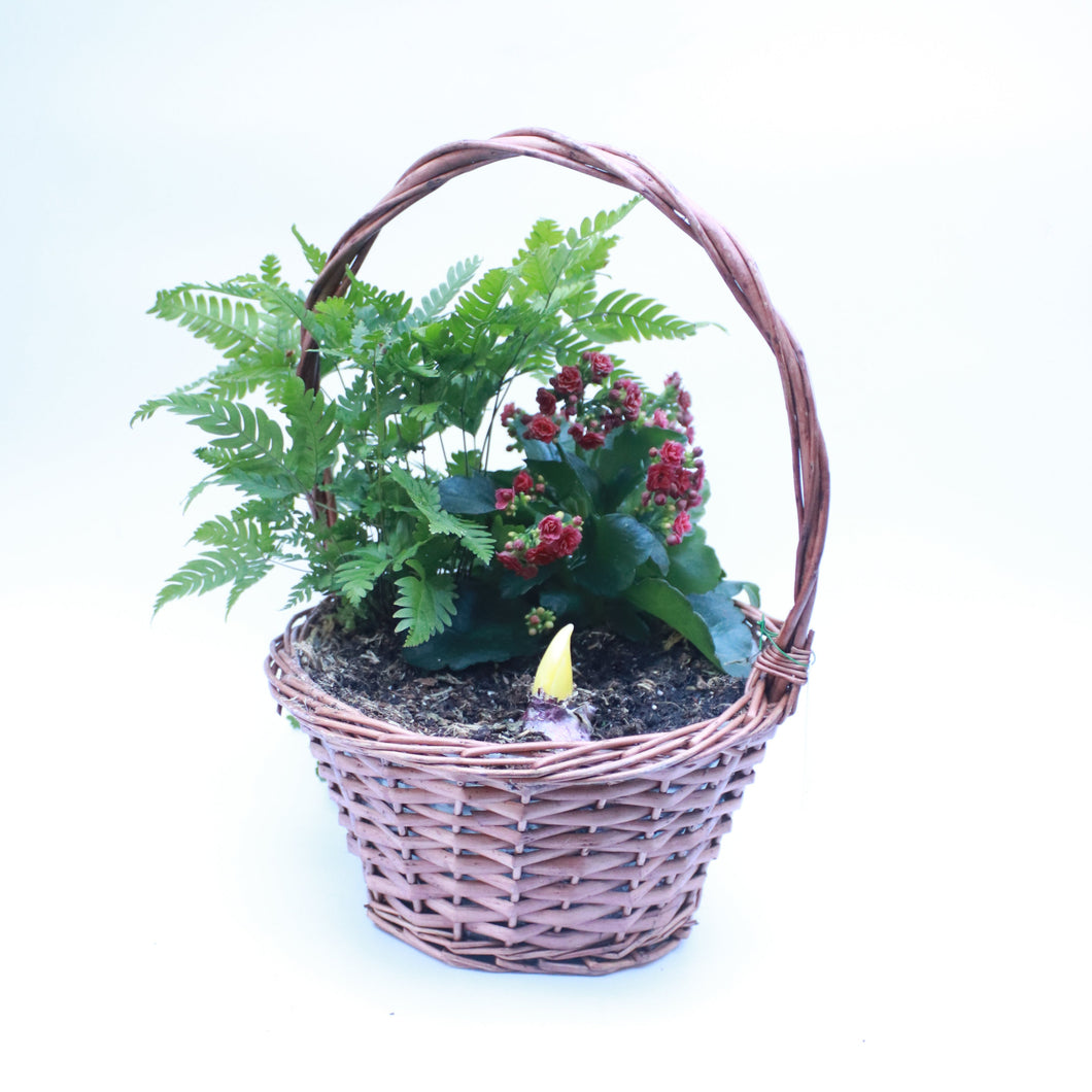 Assorted Planting with Hyacinth in 25cm Rustic Basket