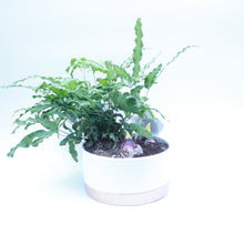 Load image into Gallery viewer, Planted Arrangement with Hyacinth in 18cm Ceramic Bowl
