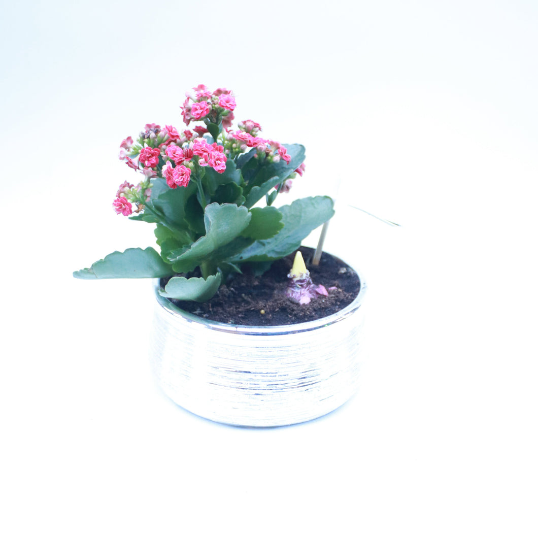Mixed Planting with Hyacinth in 18cm Silver Ceramic Bowl