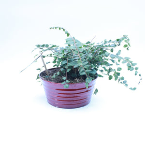 Fern in 18cm Red Ribbed Bowl