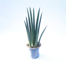 Load image into Gallery viewer, Sansevieria Cylindrica &#39;Rocket&#39;
