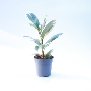 Ficus Elastica 'Tineke'