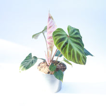 Load image into Gallery viewer, Philodendron Verrucosum &#39;Incensi&#39;
