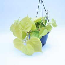 Load image into Gallery viewer, Philodendron Scandens Micans &#39;Lime&#39;
