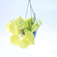Load image into Gallery viewer, Philodendron Scandens Micans &#39;Lime&#39;
