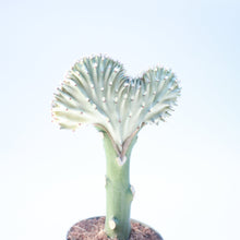 Load image into Gallery viewer, Euphorbia Lactea &#39;Coral Cactus&#39;
