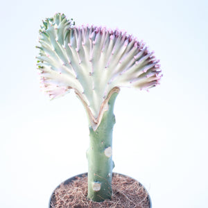 Euphorbia Lactea 'Coral Cactus'