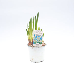 Narcissus Daffodil 'Bridal Crown' - 4 Potted Bulbs