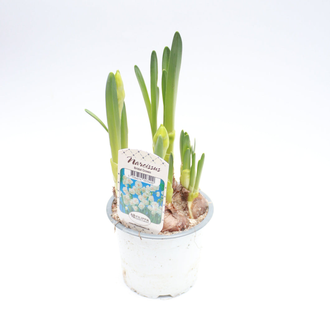 Narcissus Daffodil 'Bridal Crown' - 4 Potted Bulbs