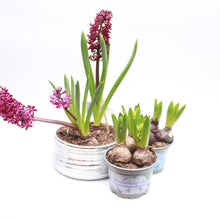 Load image into Gallery viewer, Hyacinth - 3 Potted Bulbs
