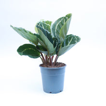 Load image into Gallery viewer, Calathea Goeppertia

