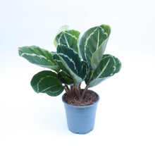Load image into Gallery viewer, Calathea Goeppertia
