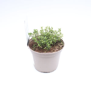 Thyme Common 1L