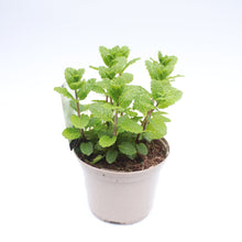 Load image into Gallery viewer, Mint - Curled Spearmint 1L
