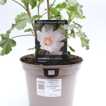 Load image into Gallery viewer, Lavatera Silver Barnsley 3L

