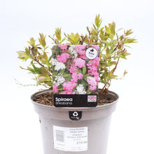 Load image into Gallery viewer, Spiraea Japonica Shirobana 3L
