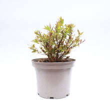 Load image into Gallery viewer, Spiraea Japonica Shirobana 3L
