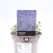 Load image into Gallery viewer, Nepeta X Faassenii (Mussinii) 2L
