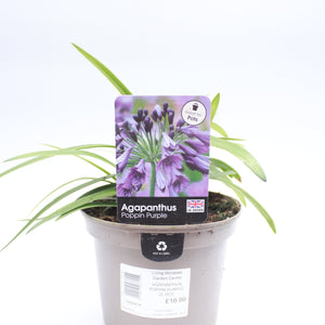 Agapanthus Poppin Purple 2L