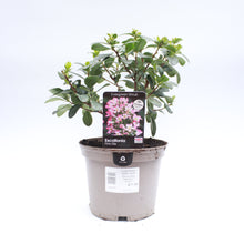 Load image into Gallery viewer, Escallonia Pink Elle 3L
