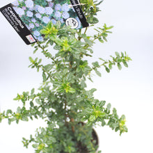 Load image into Gallery viewer, Ceanothus Blue Mound 3L
