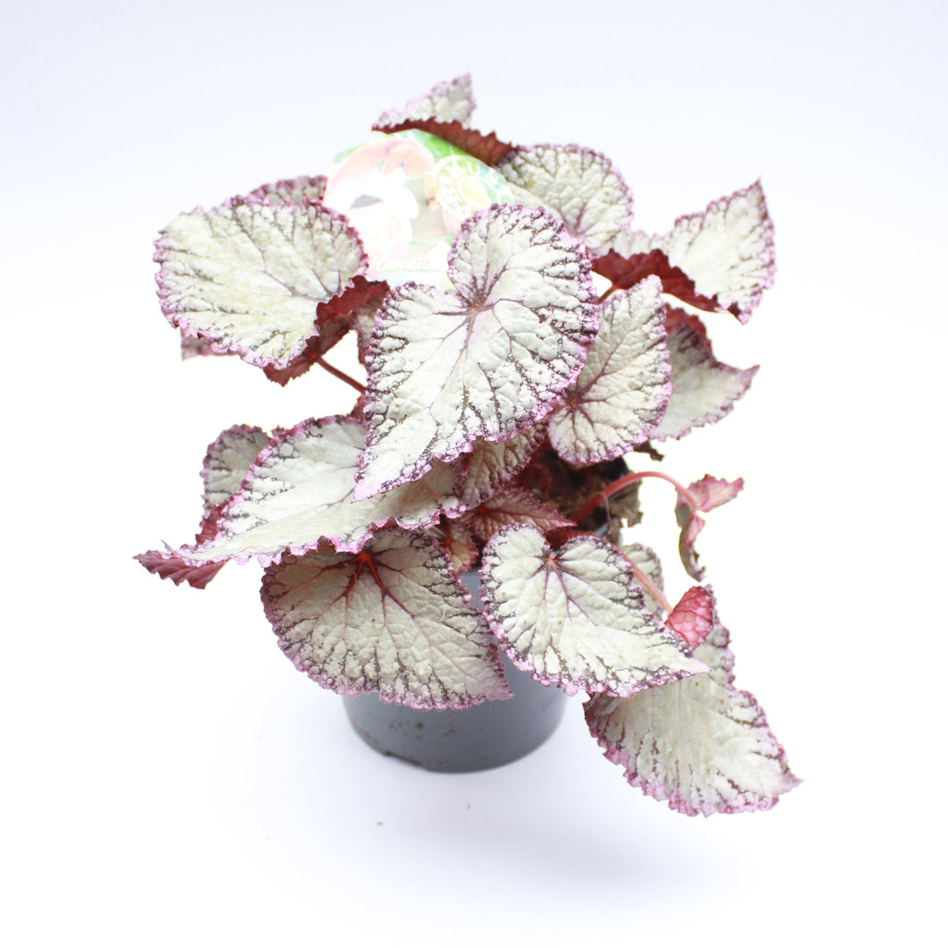 Begonia 'Hawaiian Silver'