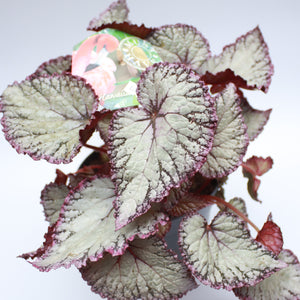 Begonia 'Hawaiian Silver'