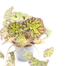 Load image into Gallery viewer, Begonia Rex &#39;Lime Fever&#39;
