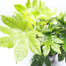 Load image into Gallery viewer, Fatsia Japonica 3L
