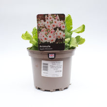 Load image into Gallery viewer, Primula Japonica Apple Blossom 2L
