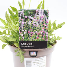 Load image into Gallery viewer, Knautia Macedonica Melton Pastels 2L
