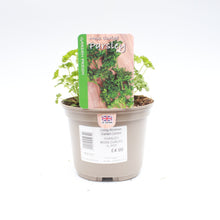 Load image into Gallery viewer, Parsley Moss Curled 1L
