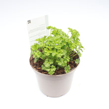 Load image into Gallery viewer, Parsley Moss Curled 1L
