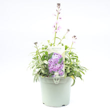 Load image into Gallery viewer, Erysimum Bowles Mauve 2L
