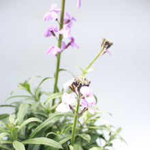 Load image into Gallery viewer, Erysimum Bowles Mauve 2L
