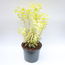 Load image into Gallery viewer, Euphorbia Ascot Rainbow 3L
