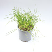 Load image into Gallery viewer, Chives Allium Schoenoprasum 1L

