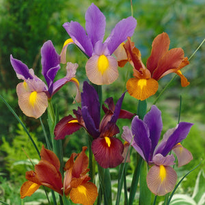 Iris Tiger Mixed - 5 Bulbs