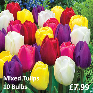 Mixed Tulips - 10 Bulbs