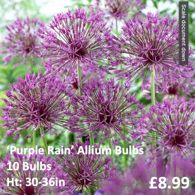 Allium 'Purple Rain' - 10 Bulbs