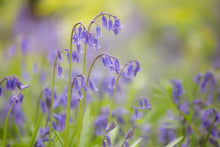 Load image into Gallery viewer, Bluebells (Hyacinthoides non-scripta) 8 Bulbs Packet
