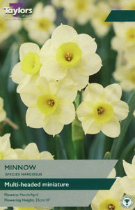 Daffodil 'Minnow' (Narcissus) 30 Bulbs