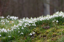 Load image into Gallery viewer, Snowdrop Collection (Galanthus) 20 Bulbs Pack
