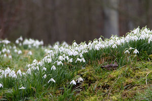 Snowdrop Collection (Galanthus) 20 Bulbs Pack