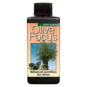 Olive Focus 300ML