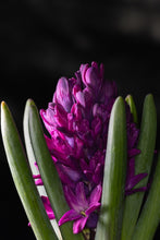 Load image into Gallery viewer, Hyacinth &#39;Woodstock&#39; (Hyacinthus ) 6 Bulb Pack
